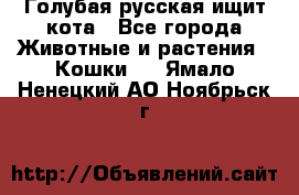 Голубая русская ищит кота - Все города Животные и растения » Кошки   . Ямало-Ненецкий АО,Ноябрьск г.